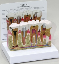 Teeth Pharmaceutical and Anatomical Model Gifts